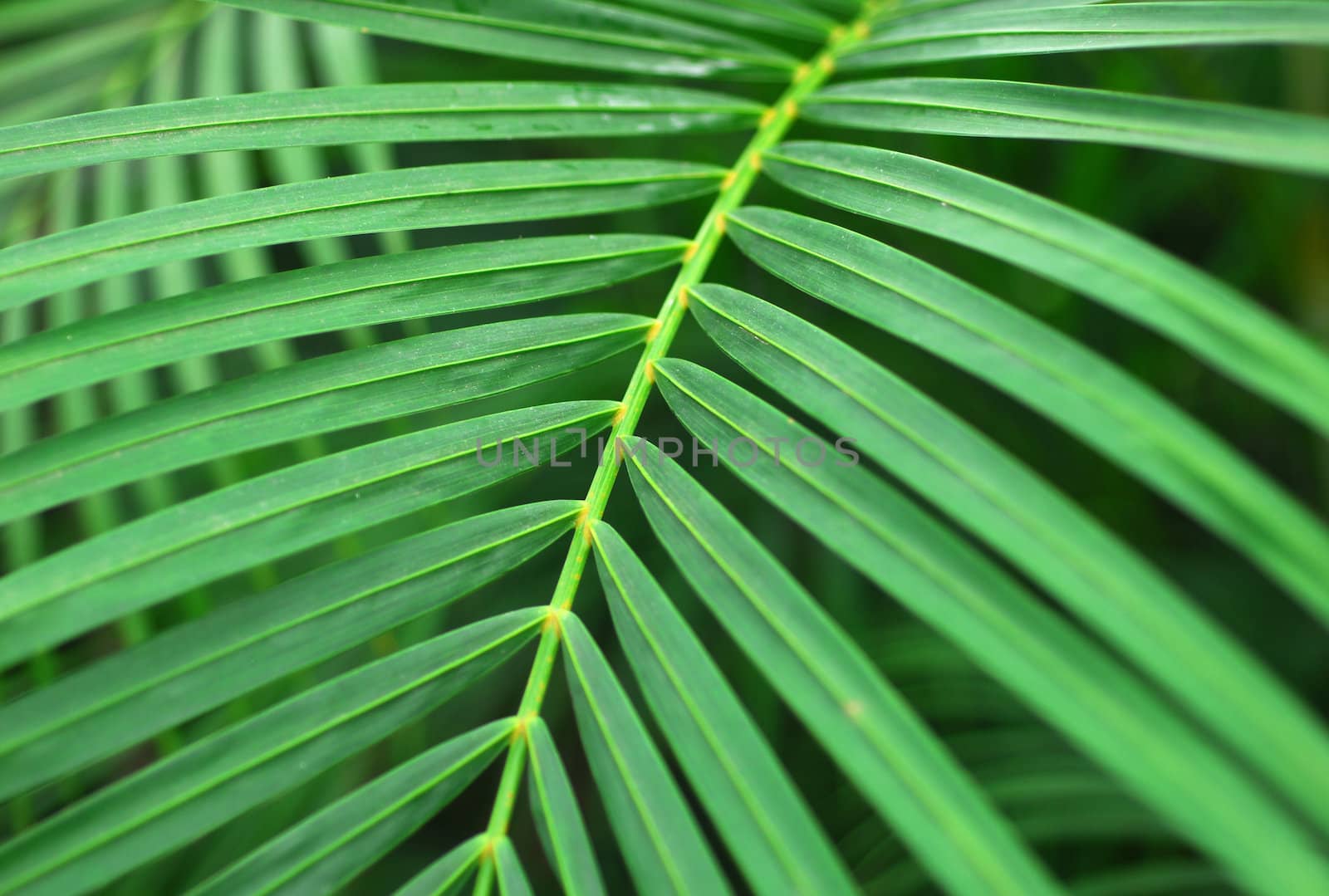 Green Palm Leaves of indoor ornamental Plant