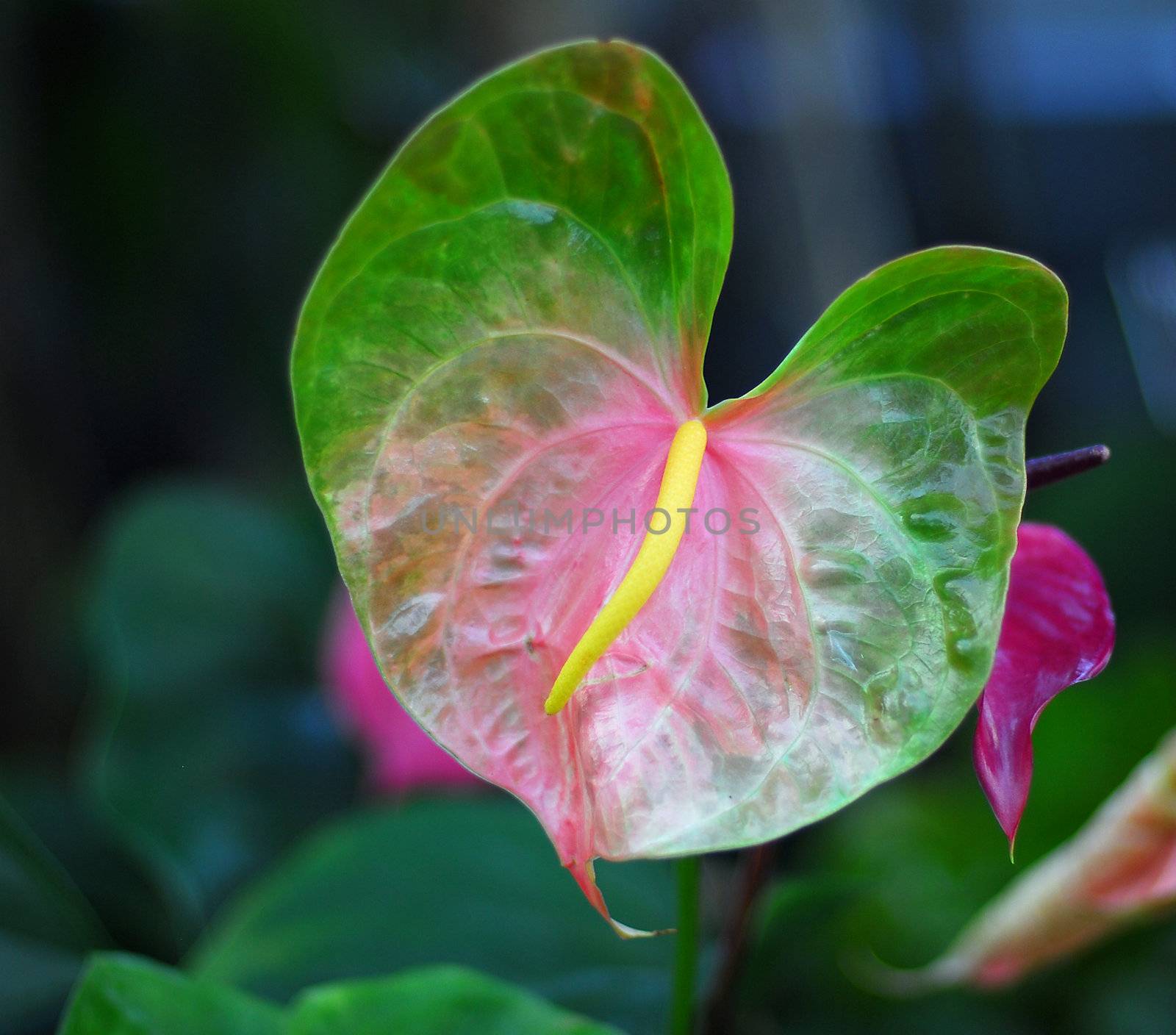 pink green color anthurium Flower in bloom in spring