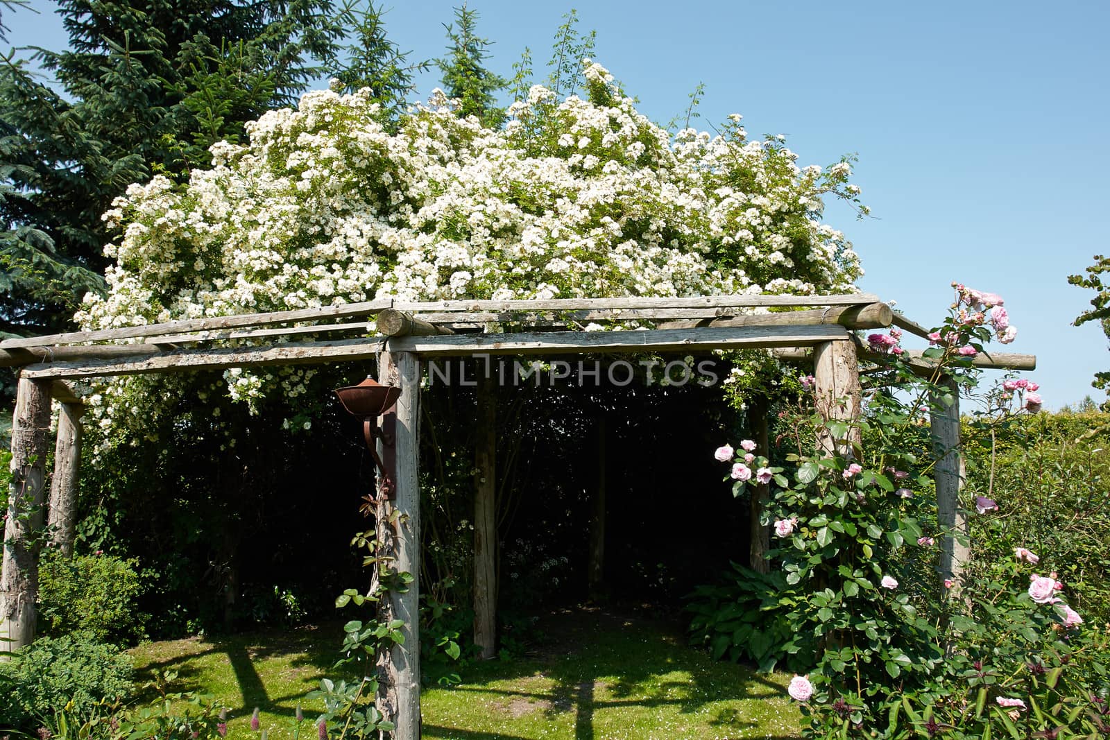  Wooden pergola gazebo in a beautiful blooming garden full of flowers and green plants                              