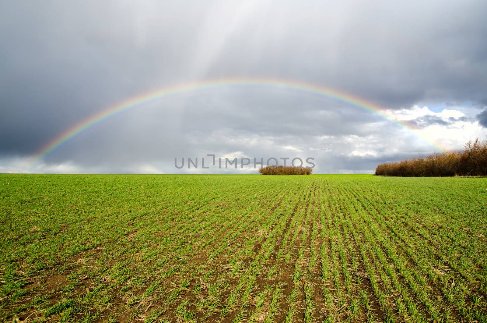 natural rainbow over green field