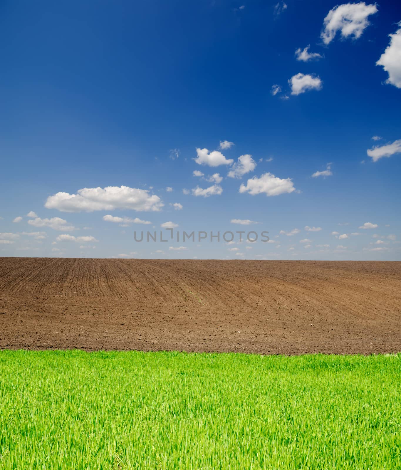 agricultural green and black field under deep blue sky with clouds