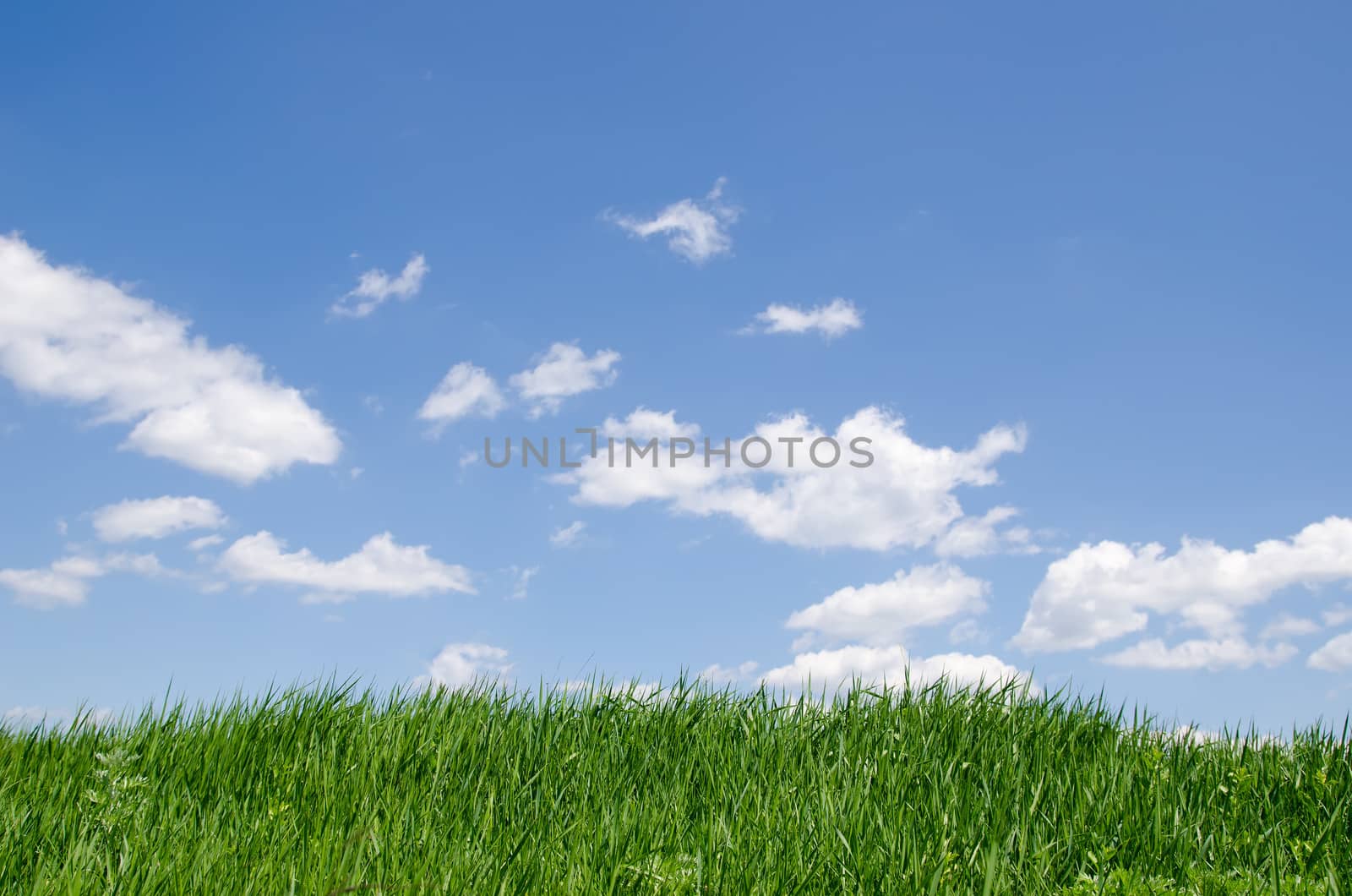 green grass under cloudy sky