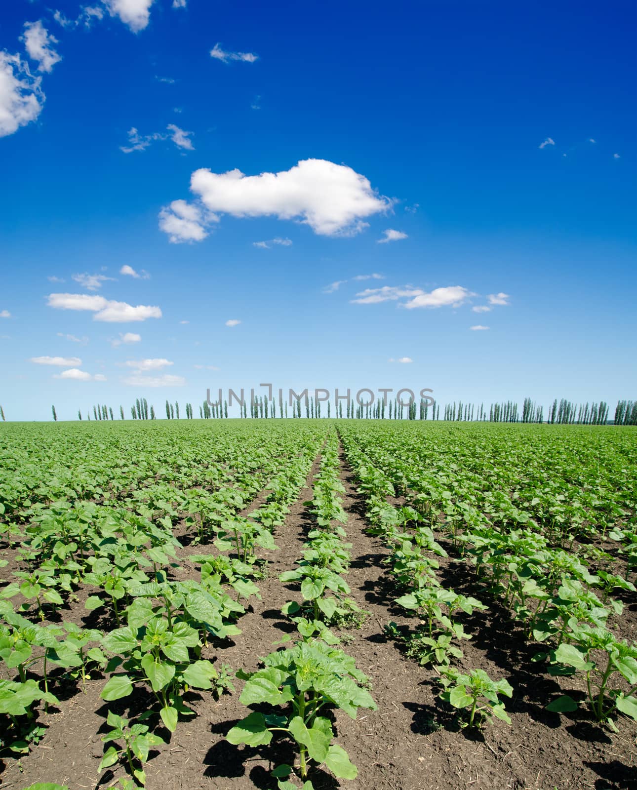 field of green sunflowers