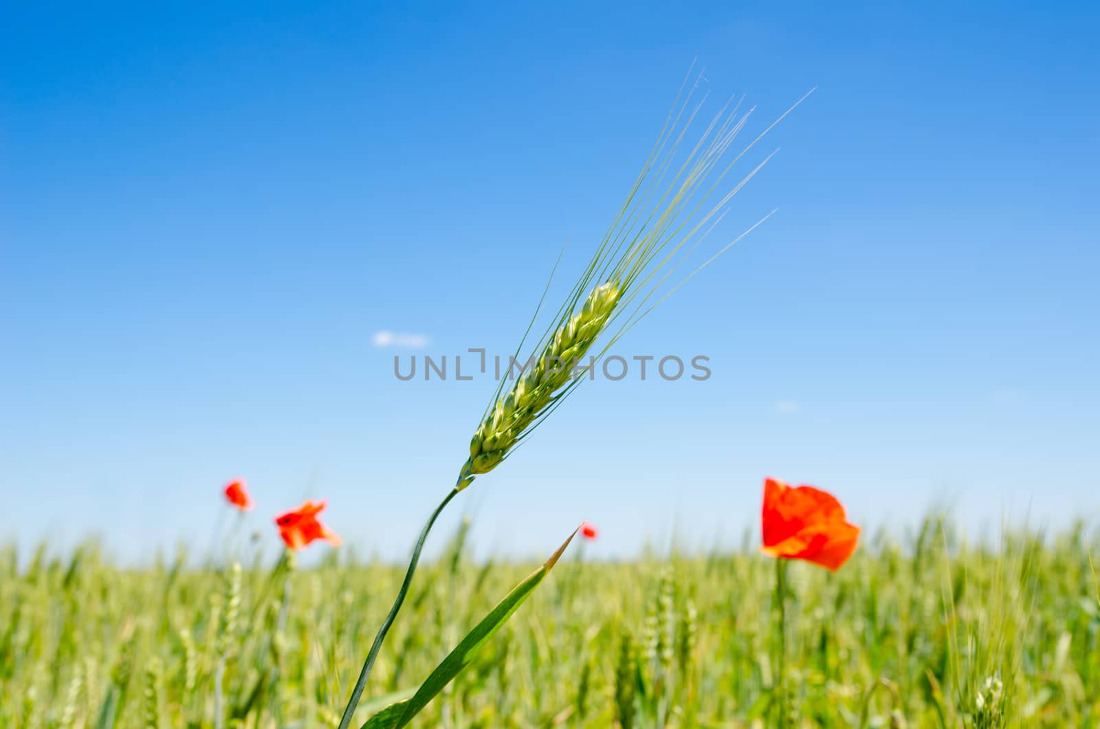 green barley and red poppy