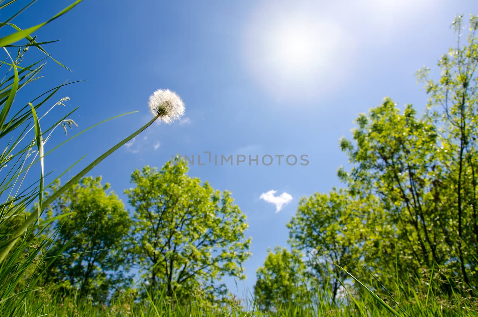 white dandelion to sun