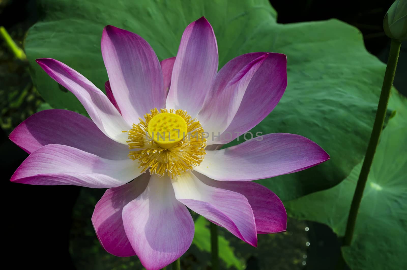 Tripped Pink Lotus in White Lake. Bau Trang (White lake) is a famous land-space about 65 km North East of Phan Thiet City.