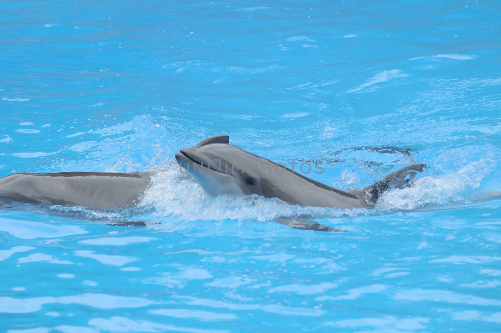 Grey Dolphin on a Very Blue Water in a Park in Tenerife, Spain