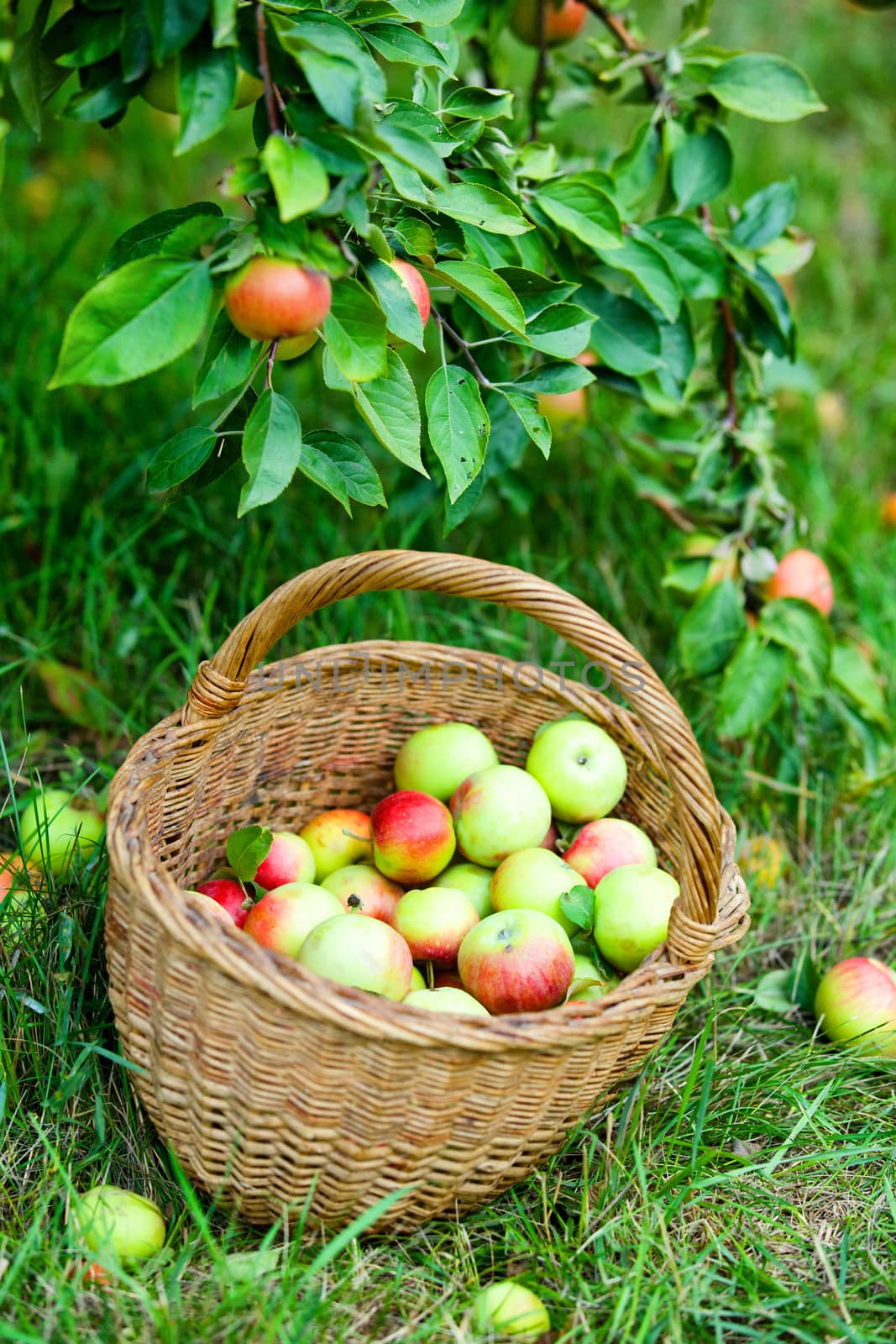 Organic red and yellow apples in the basket. Autumn at the rural garden.