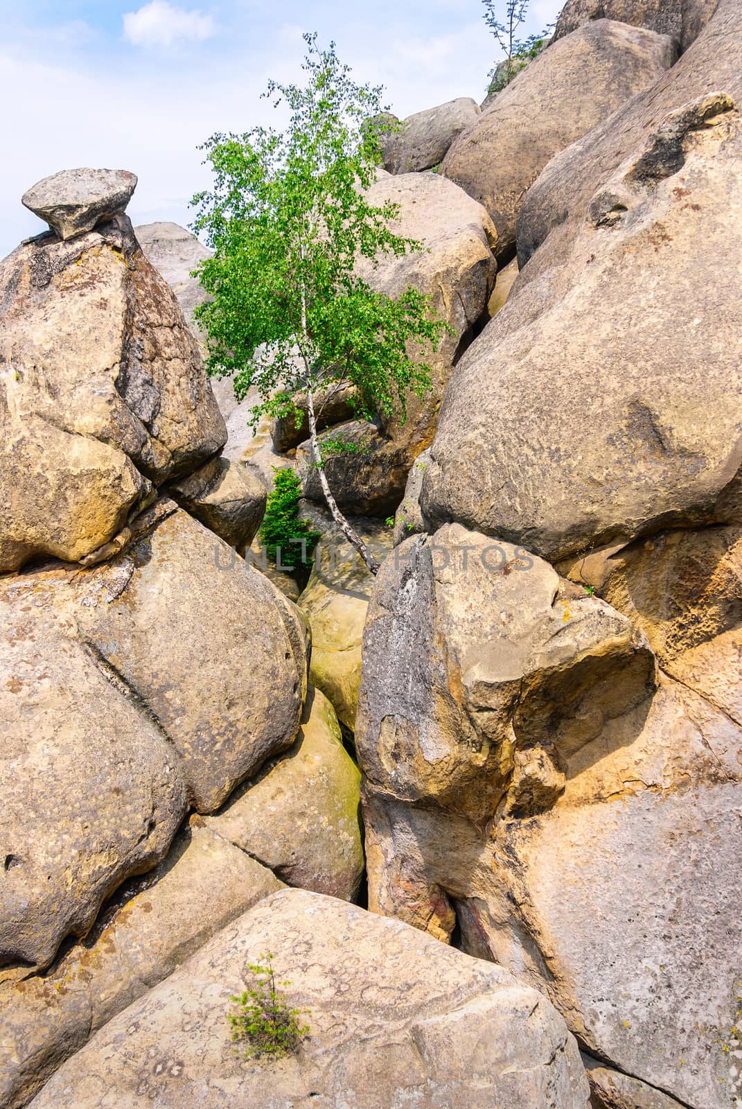 tree among the rocks by Zhukow