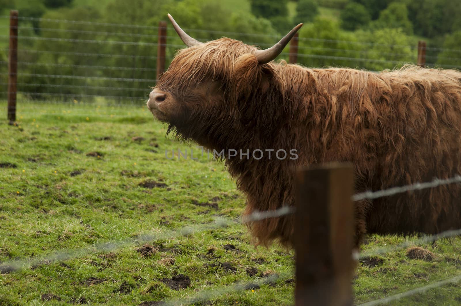 Highland Cattle by rodrigobellizzi