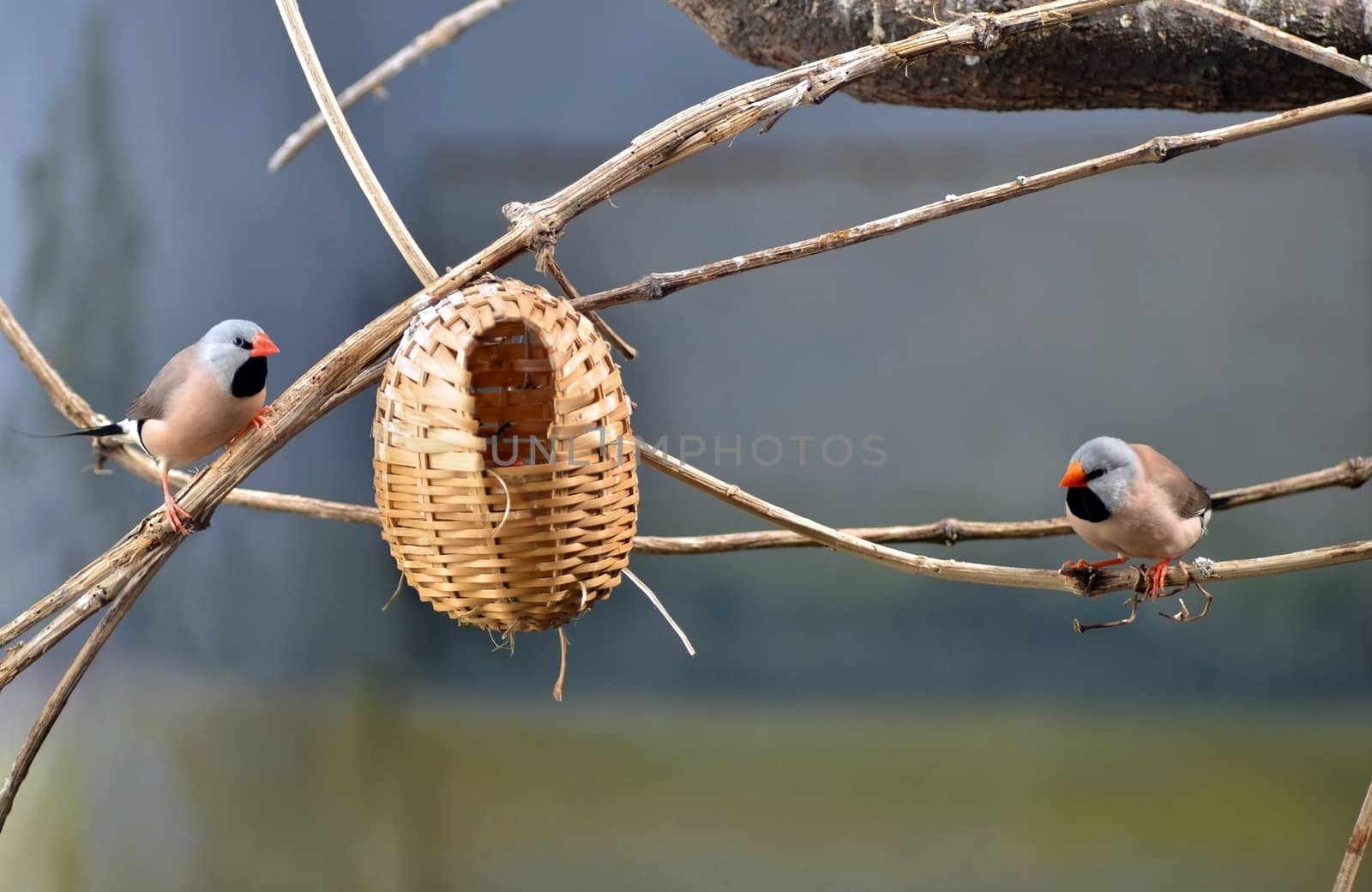 Birds family by Vectorex