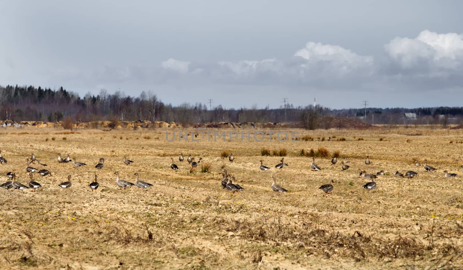 spring congestions of geese on fields during migration