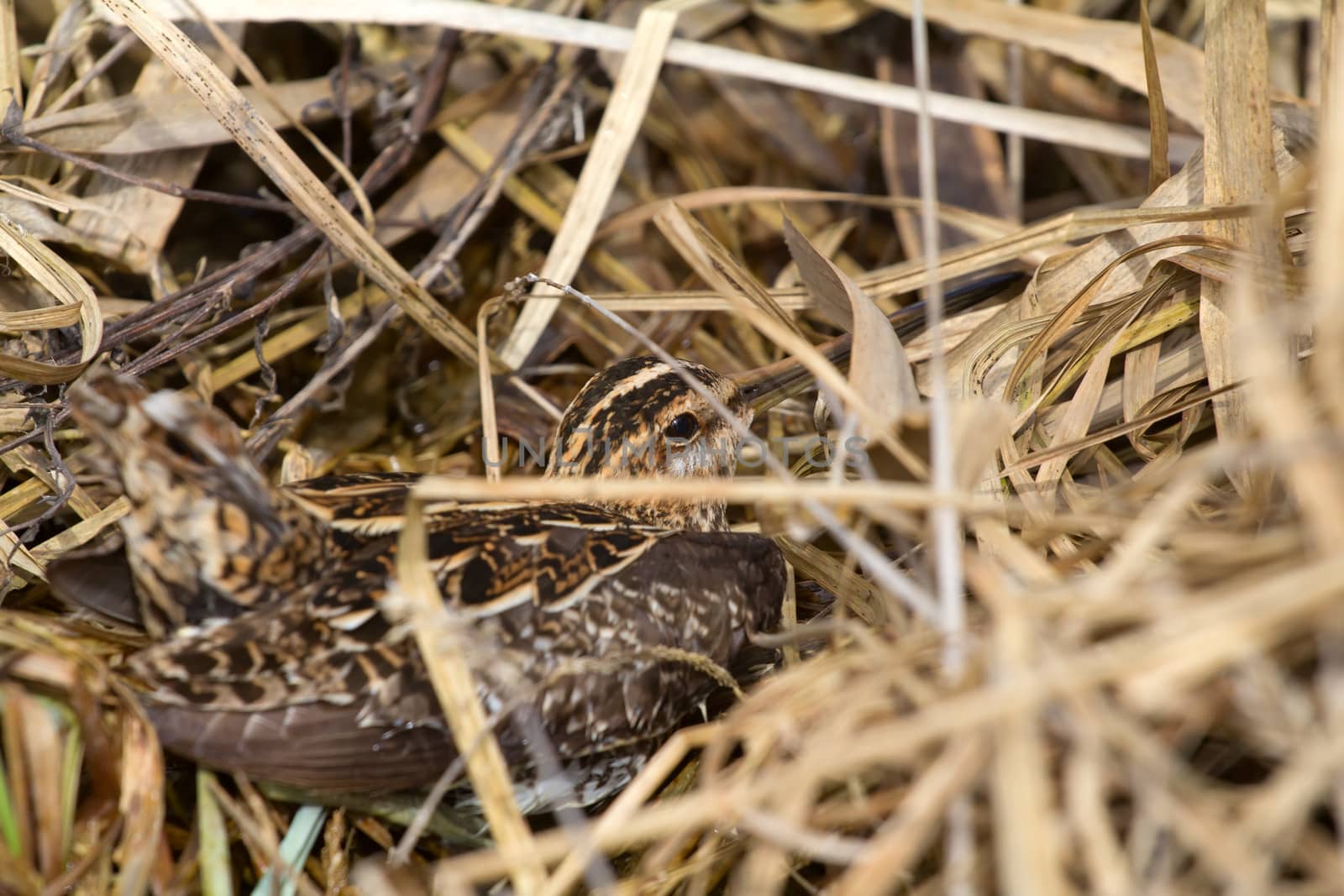 Common snipe among a bog in the spring