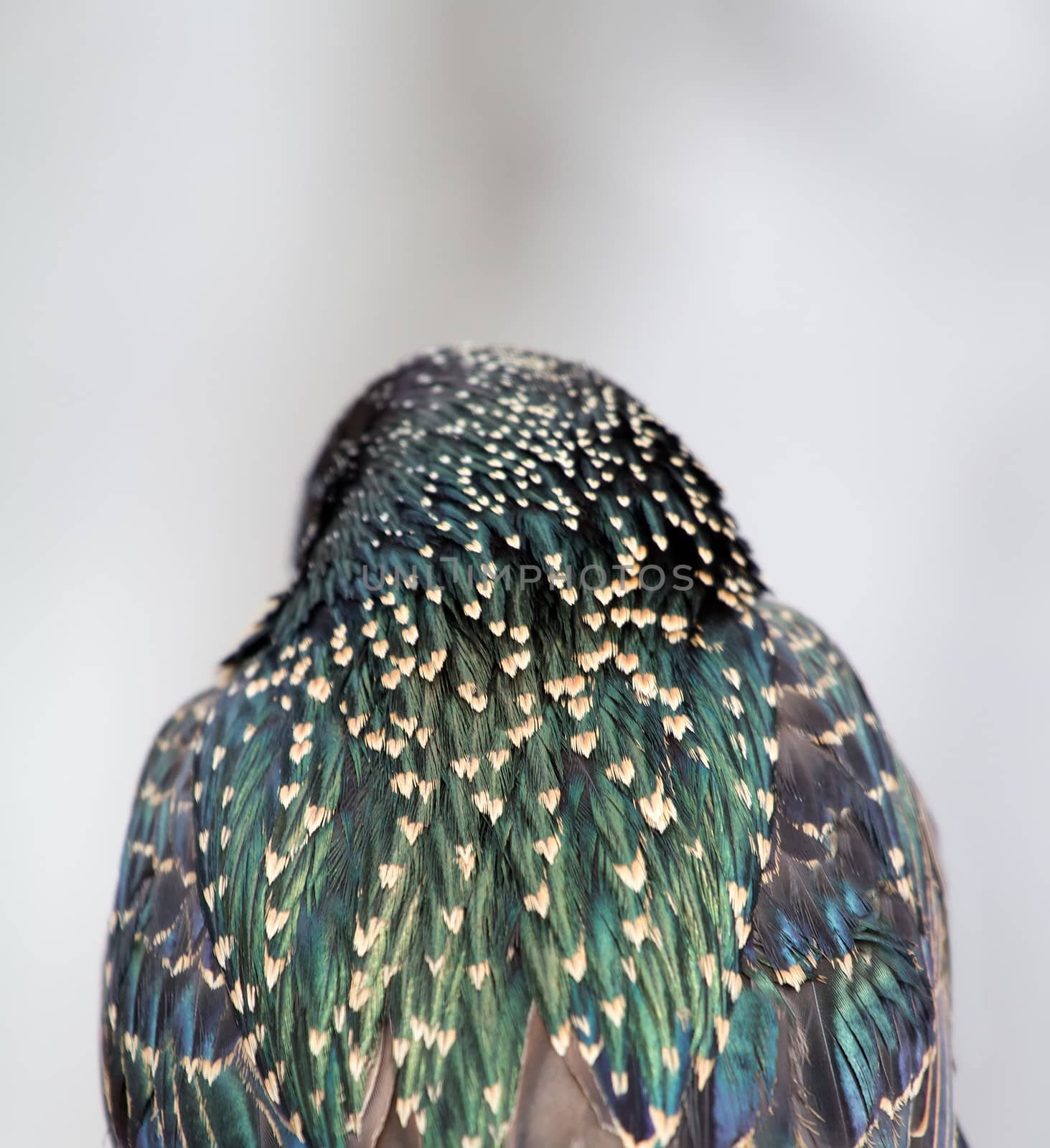 spring bright starling on a lite background