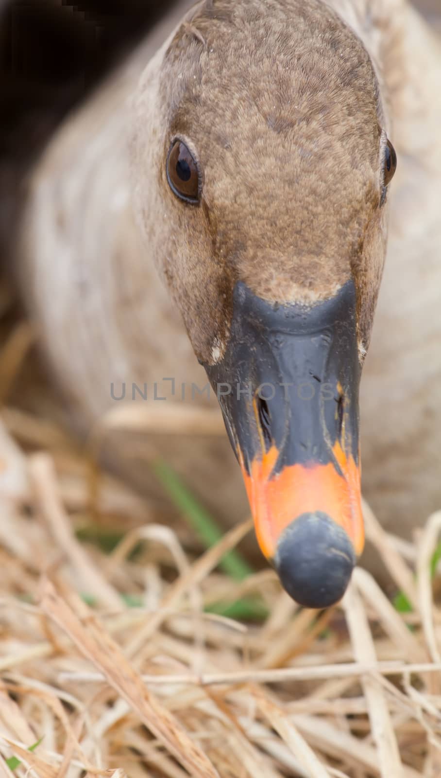 bean goose close up in the spring