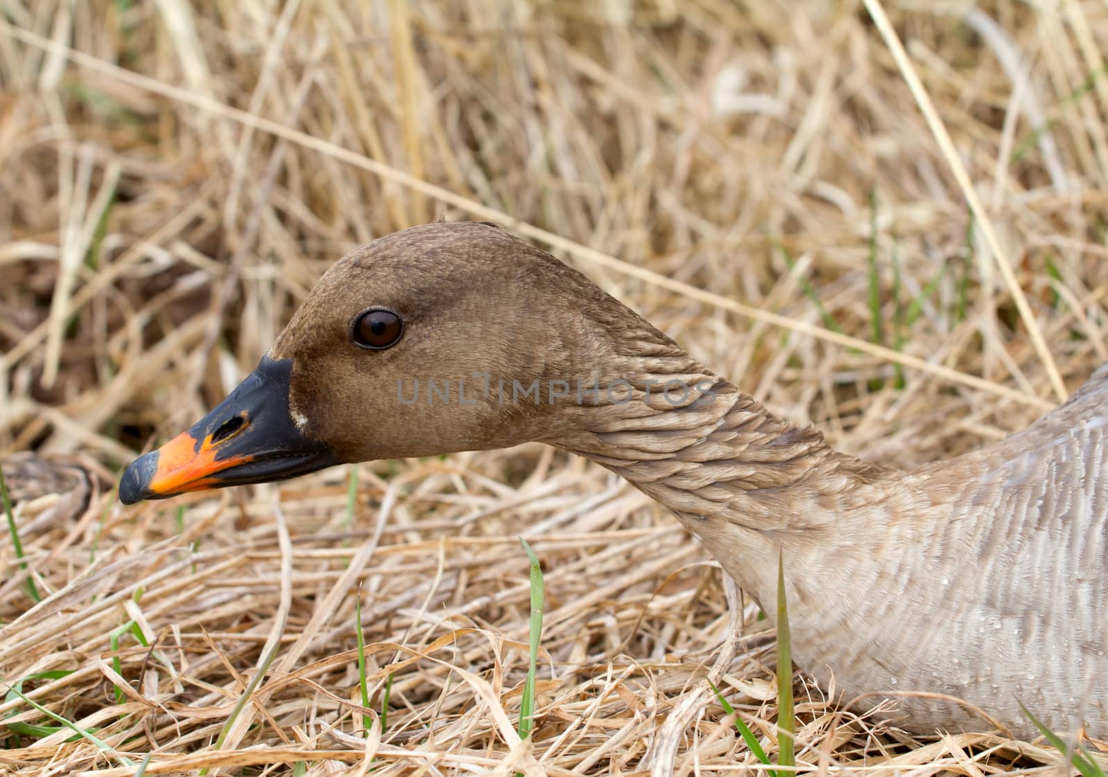 bean goose close up in the spring