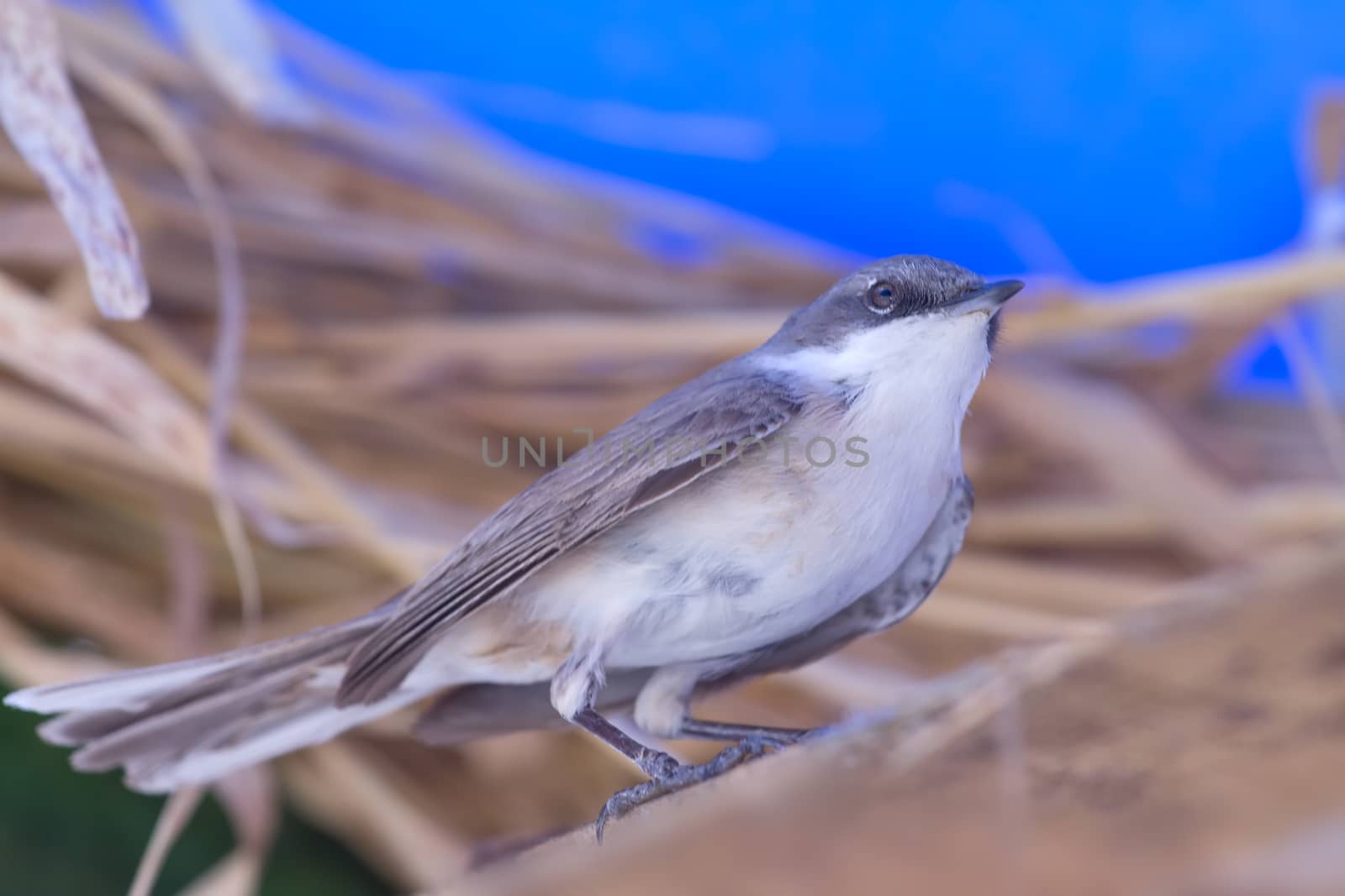 Eurasian whitethroat on a branch close up