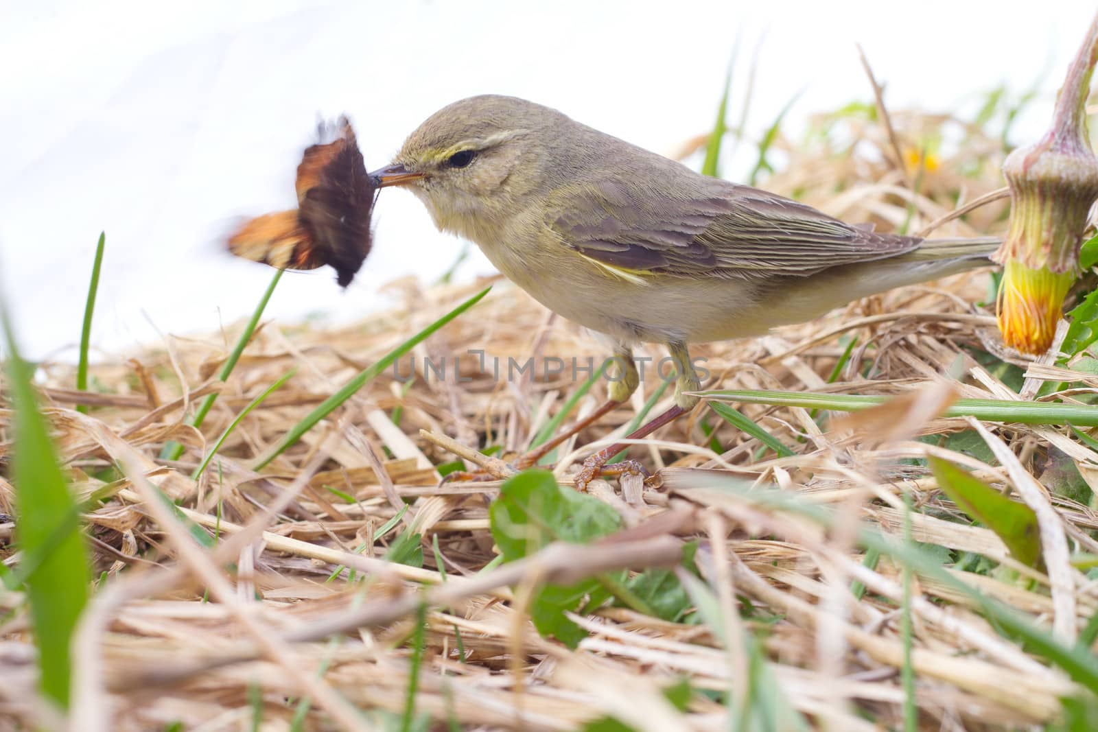 willow warbler eats the caught butterfly