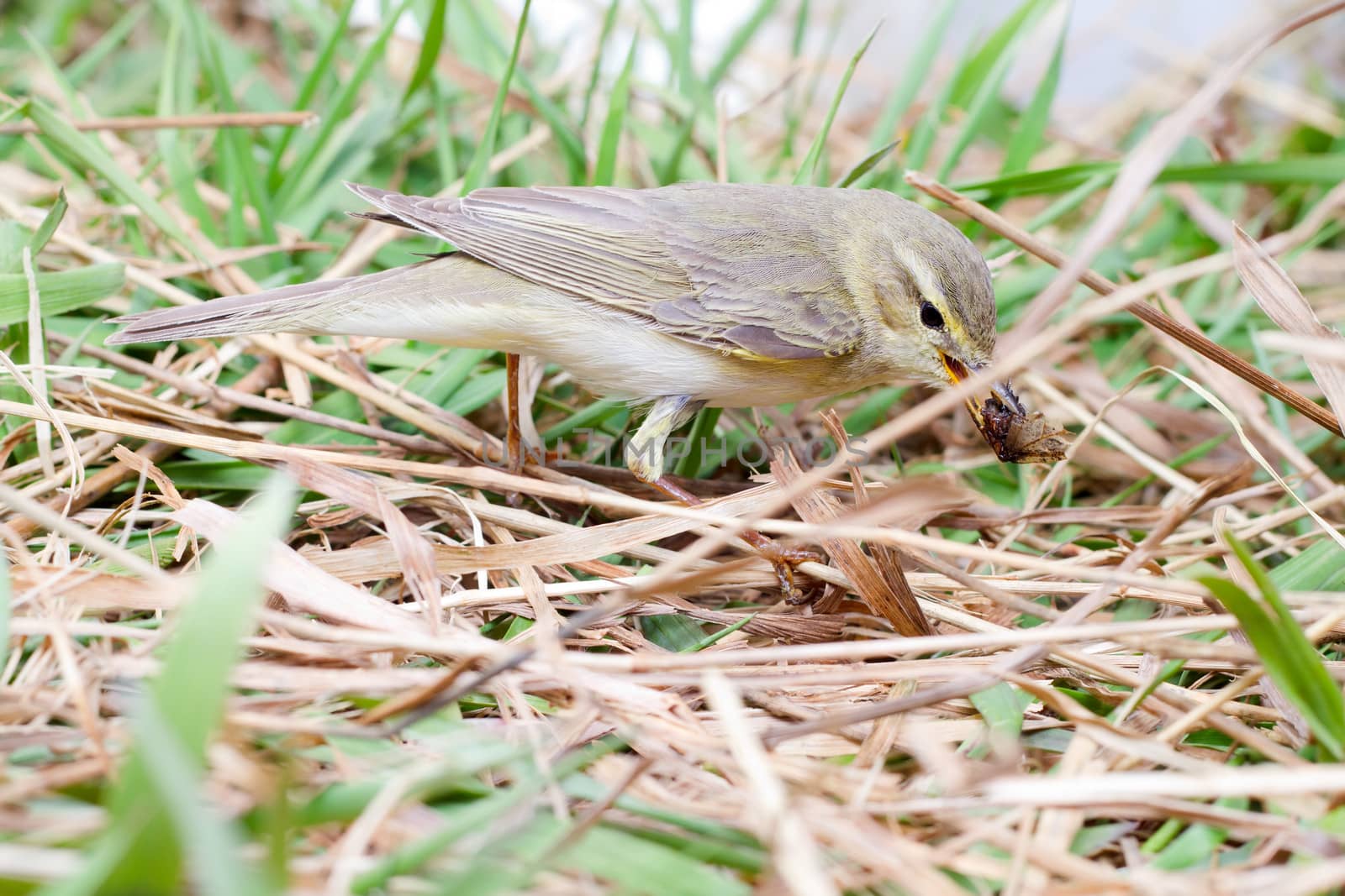 willow warbler eats the caught fly