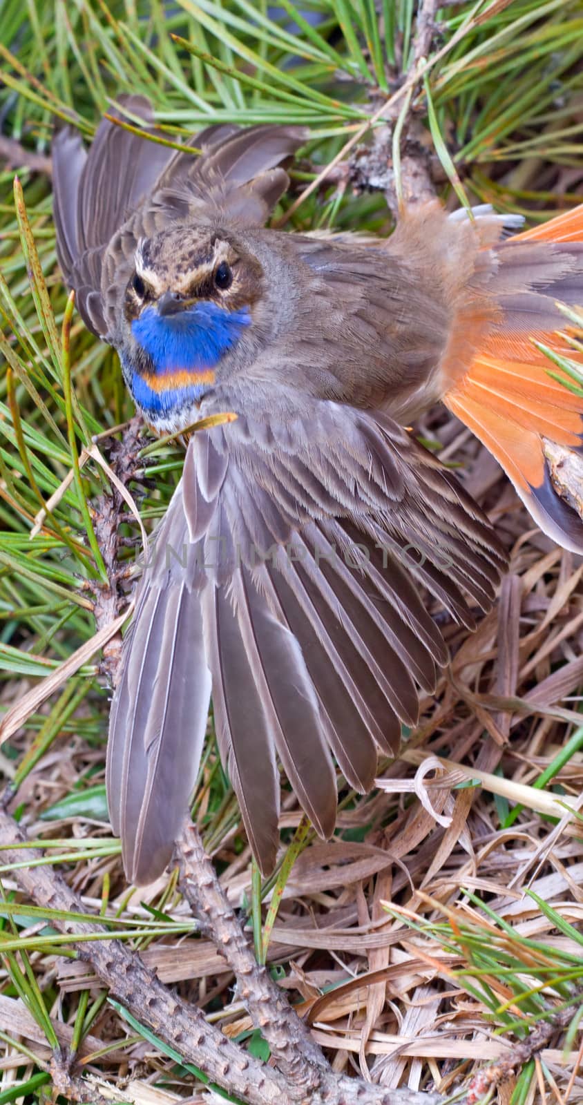 blue-throated robin, spring time, close up