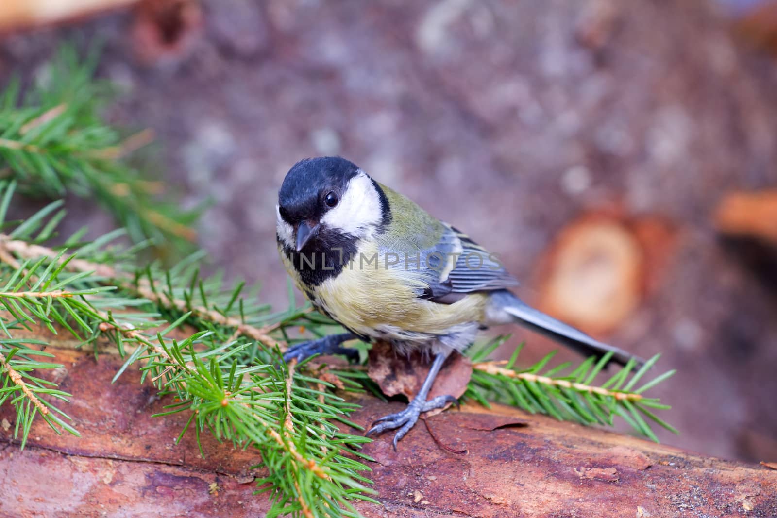 titmouse among the wood in the bottom circle