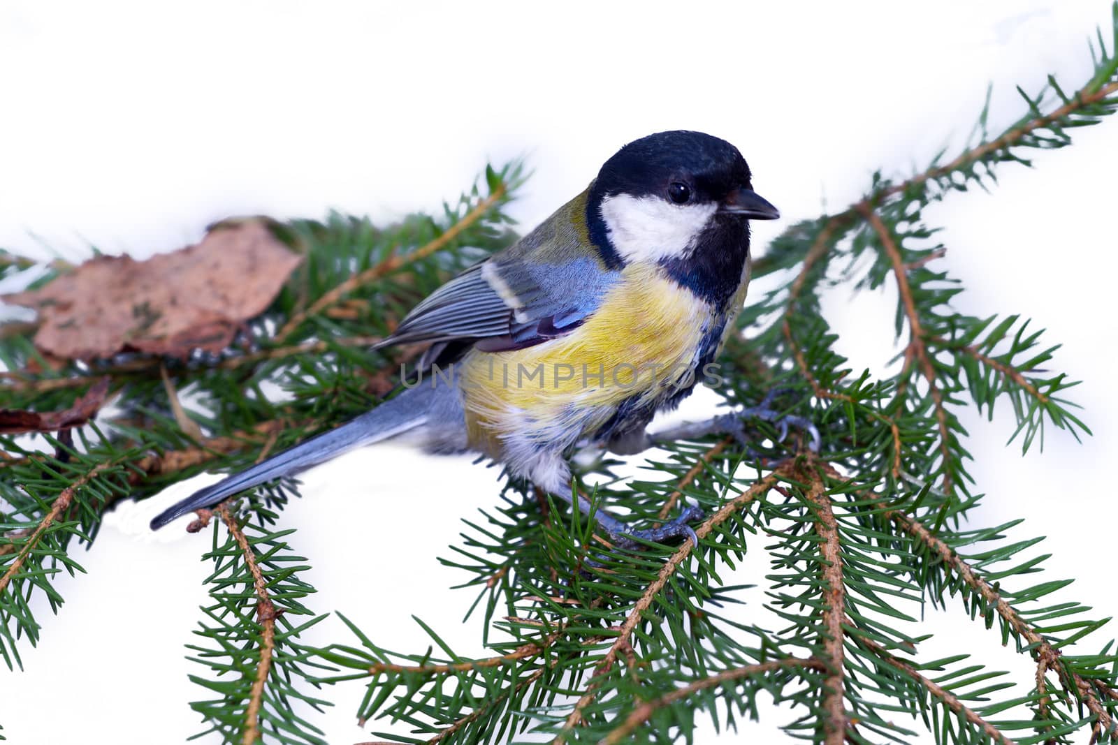 male of a titmouse on a white background