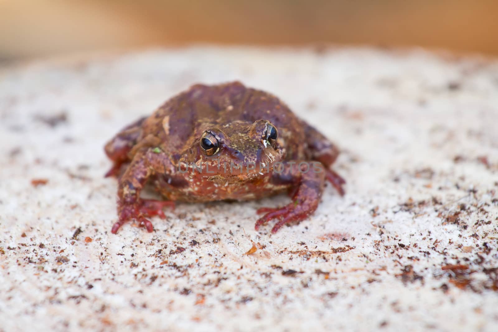 brown frog on a light background