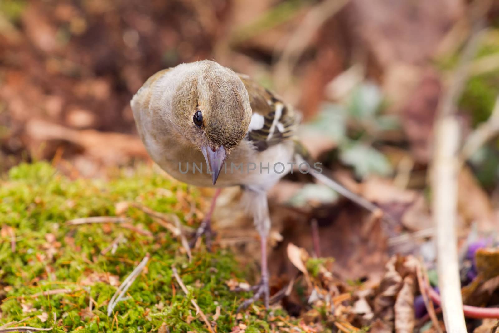 chaffinch in the spring against the wood