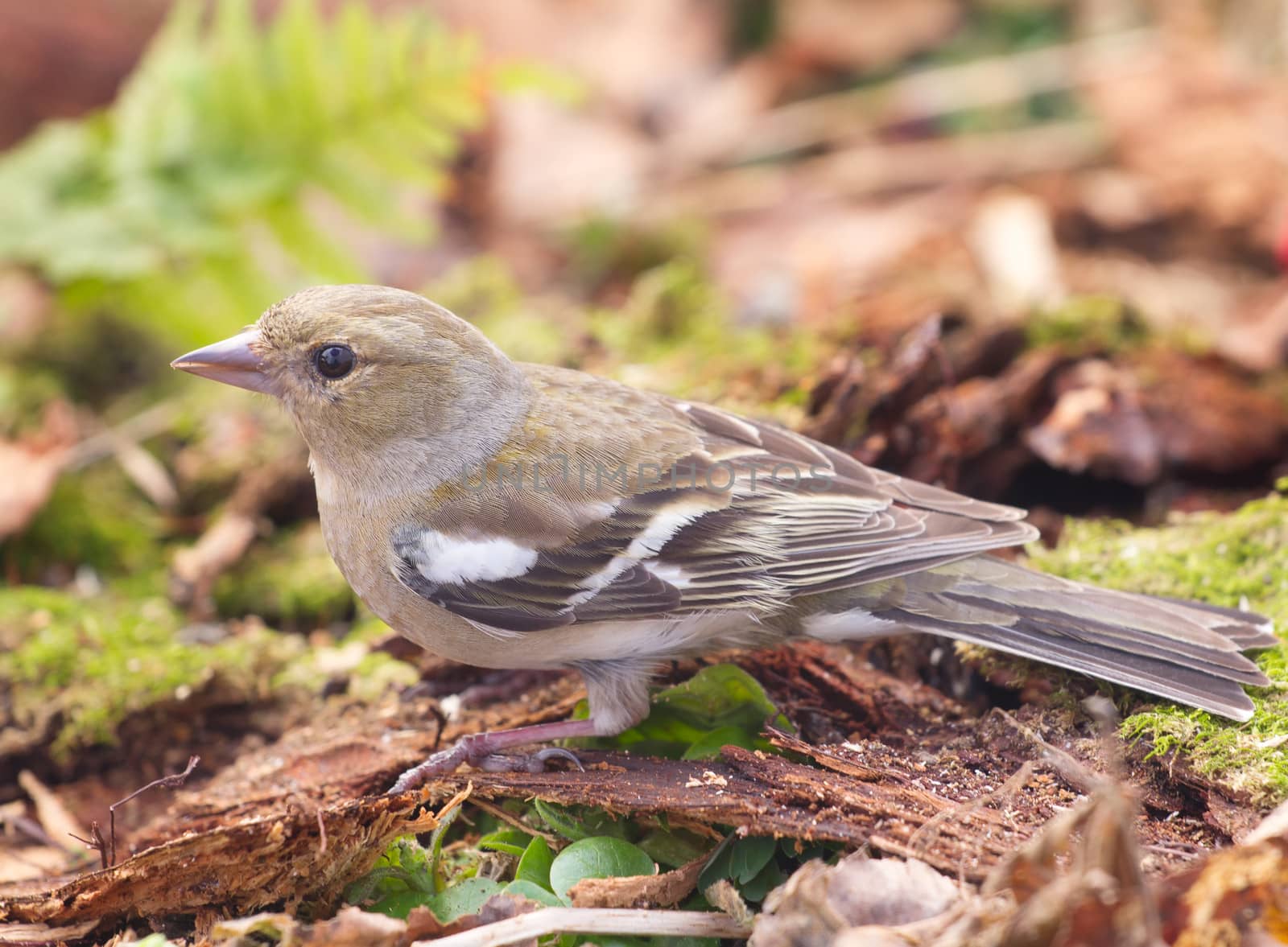 chaffinch in the spring against the wood