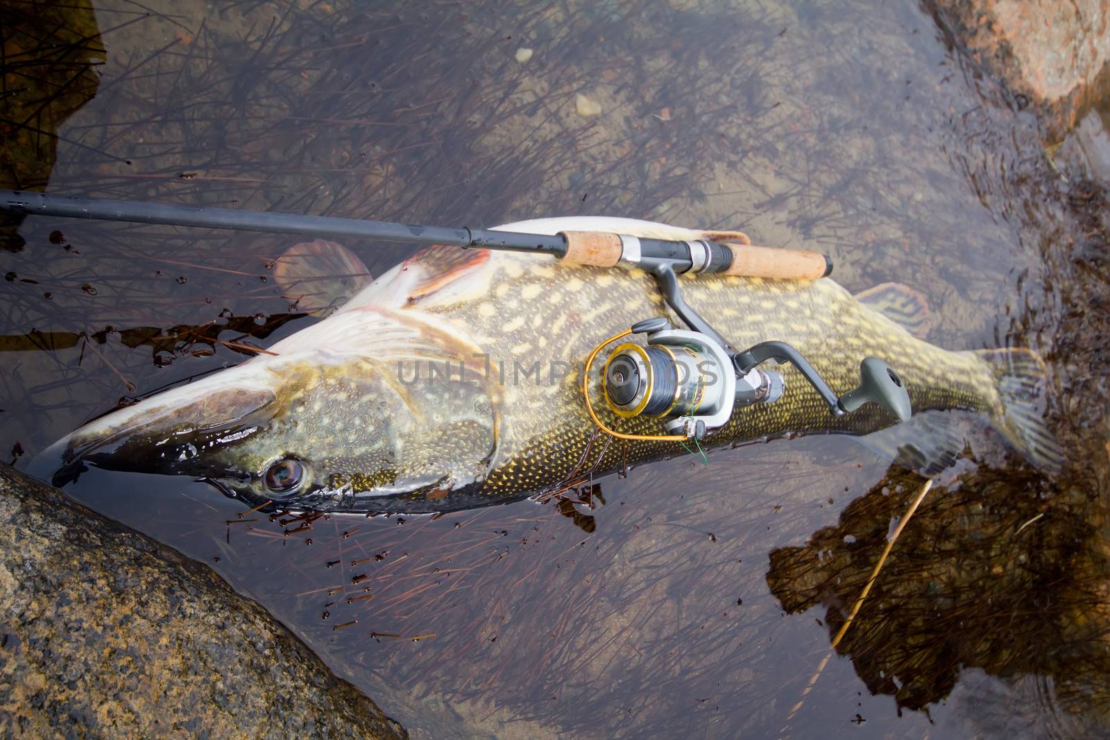 trophy on fishing: large pike great luck