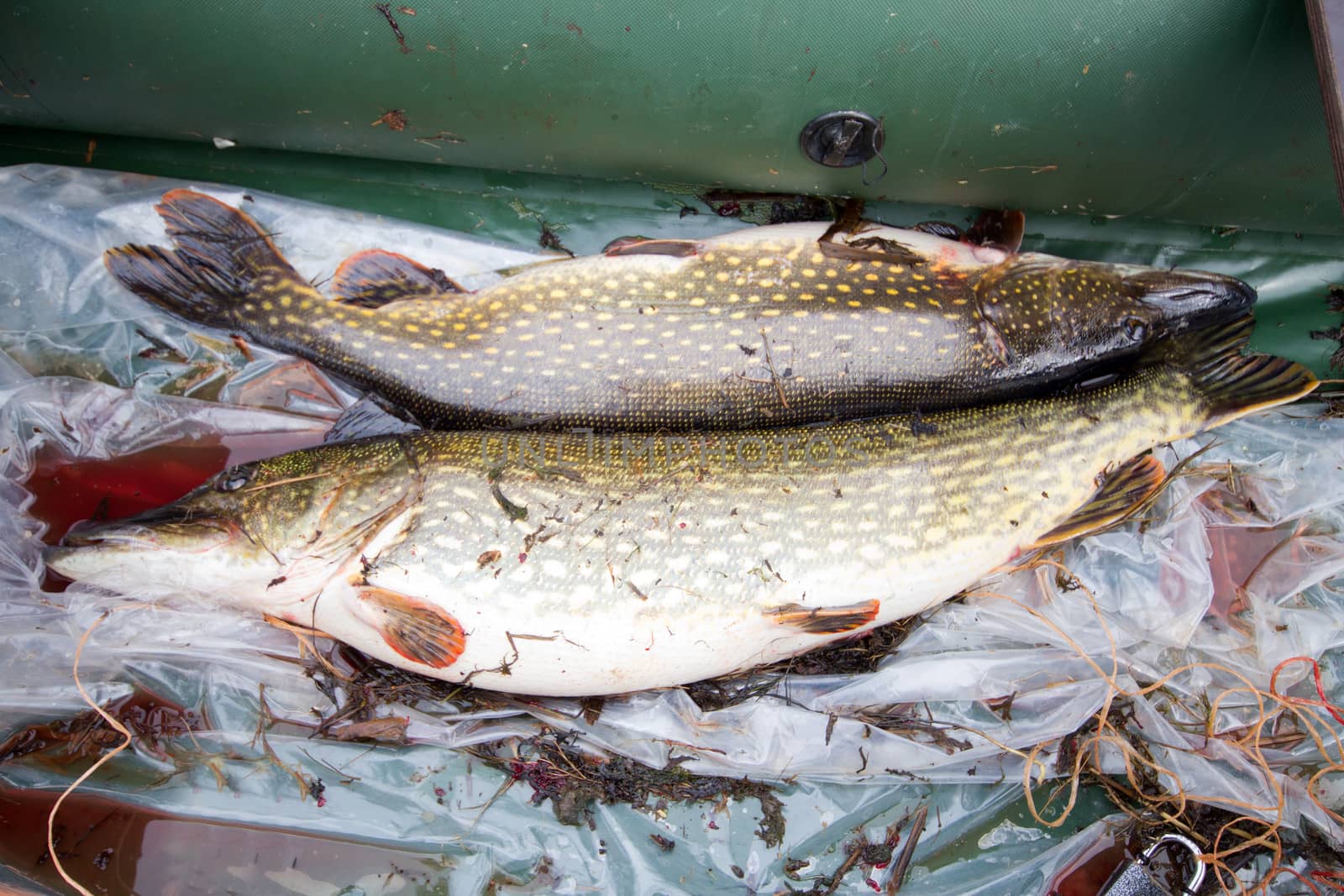 trophy on fishing: large pike great luck