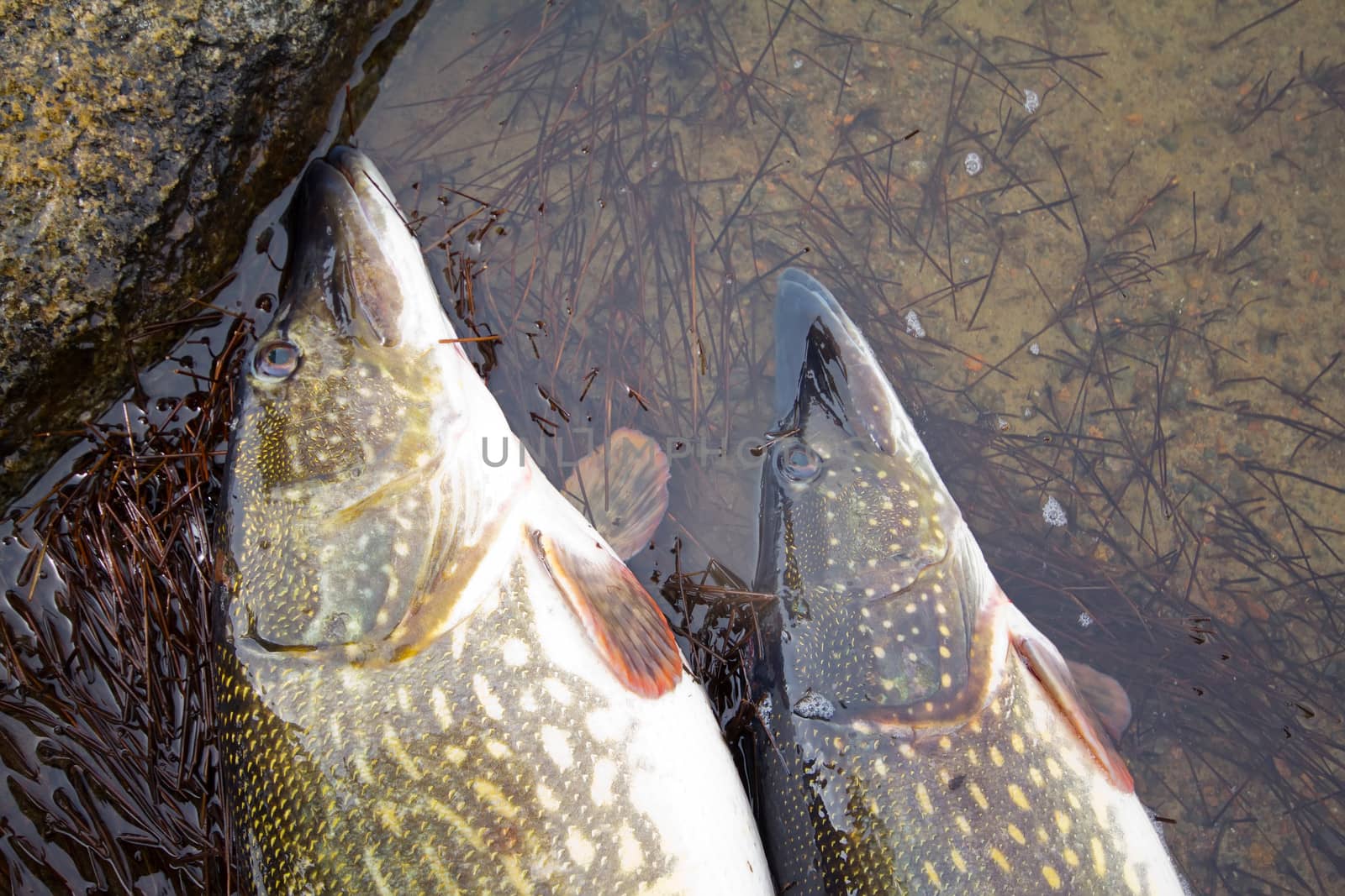 trophy on fishing: large pike great luck