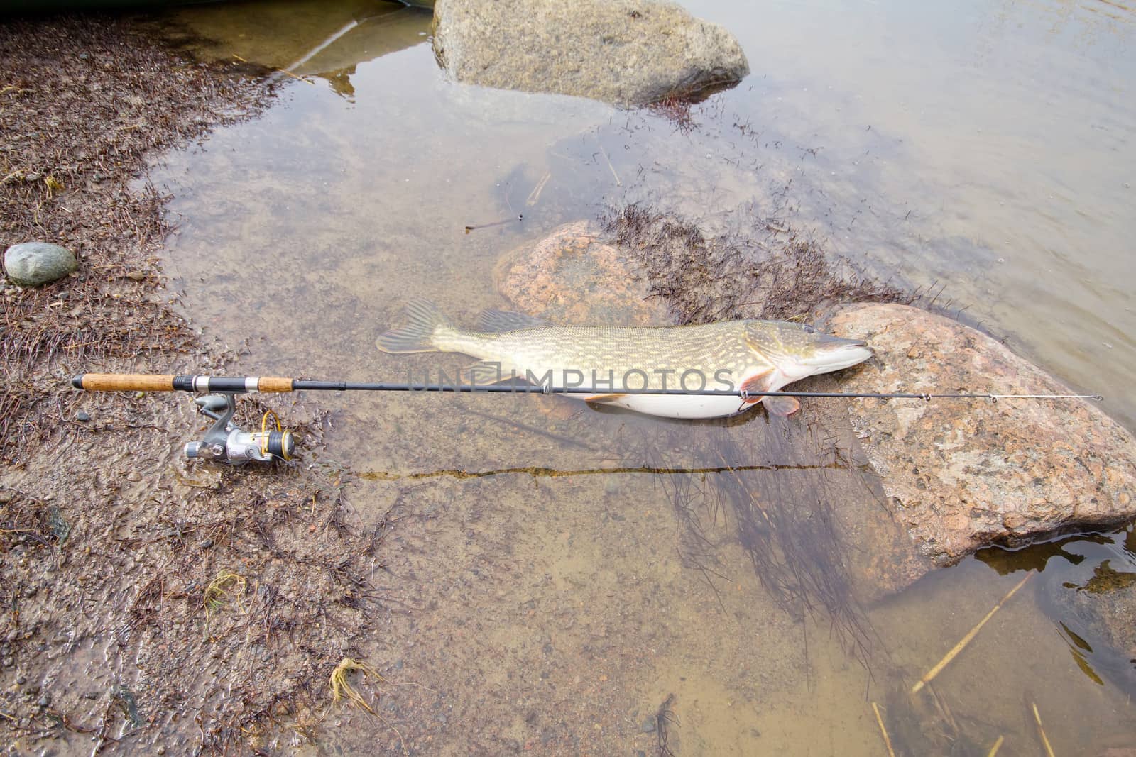 trophy on fishing: large pike great luck