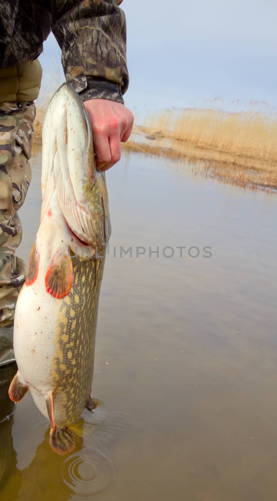 large trophy of a pike in hands of the fisherman