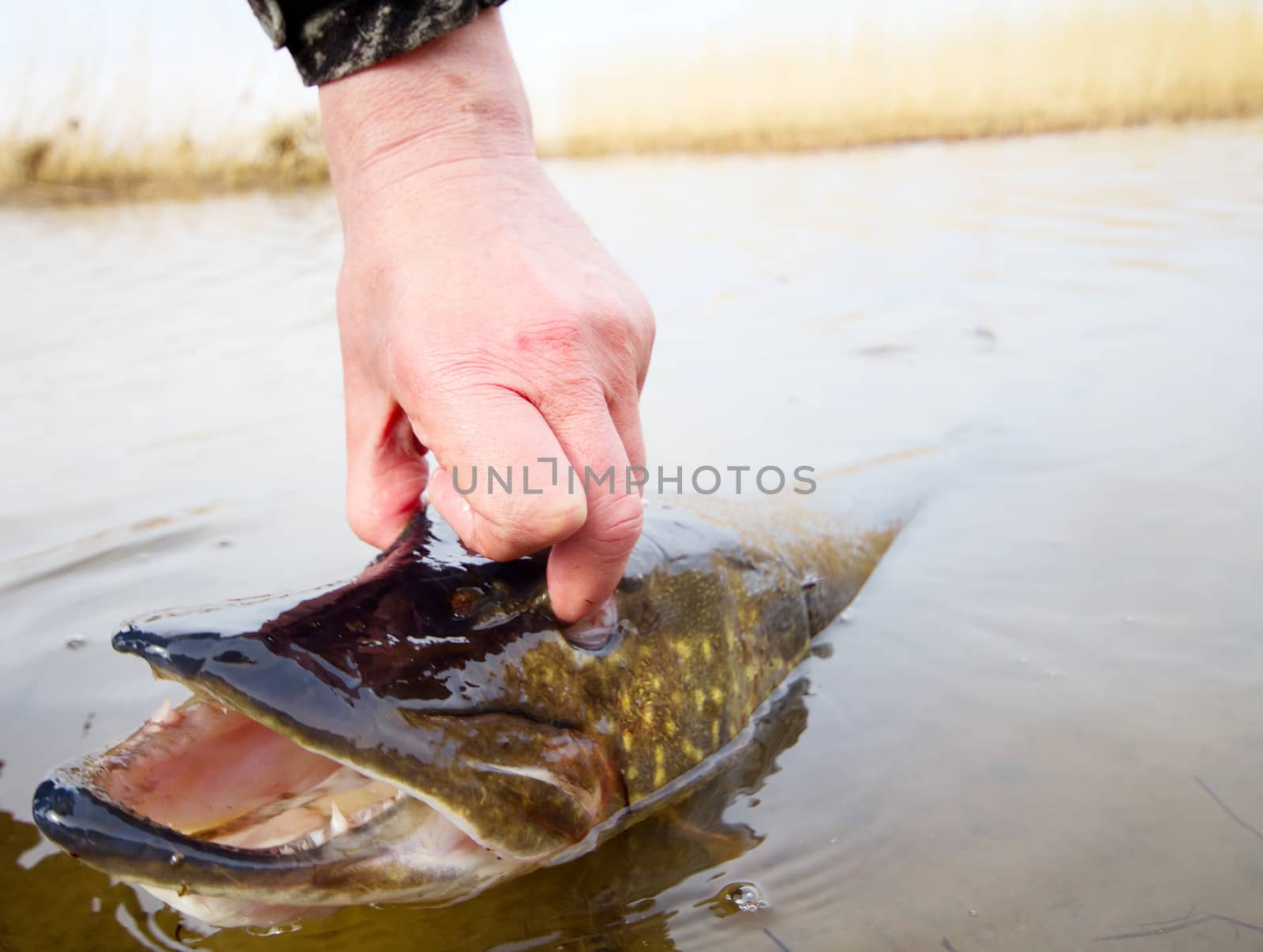 large trophy of a pike in hands of the fisherman