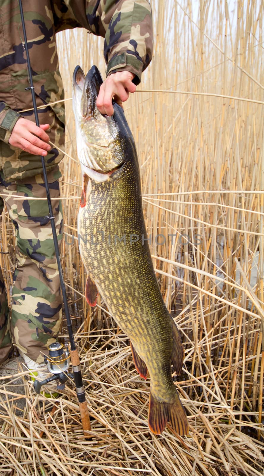large trophy of a pike in hands of the fisherman