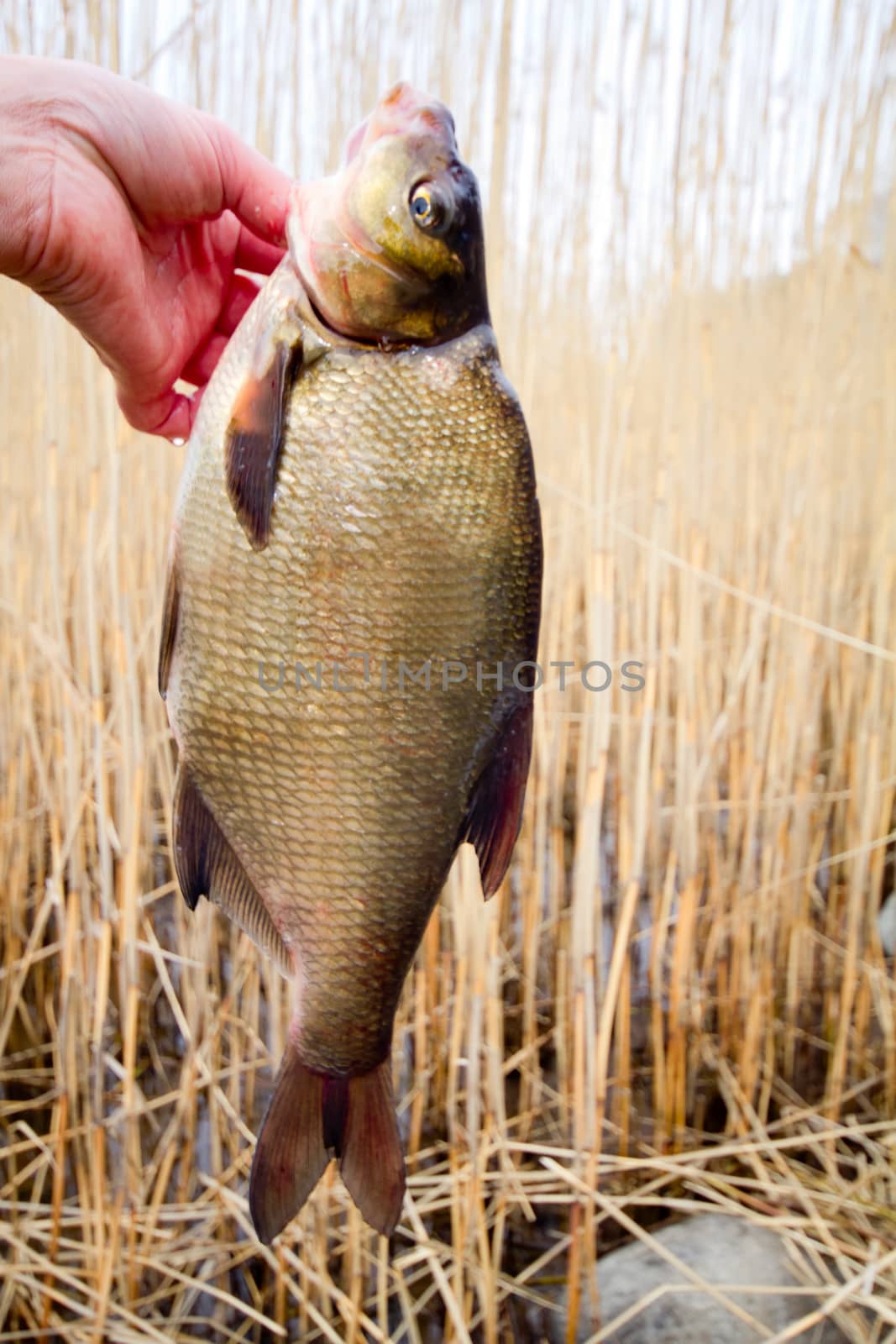 the bream rudd caught on hook against water and cane