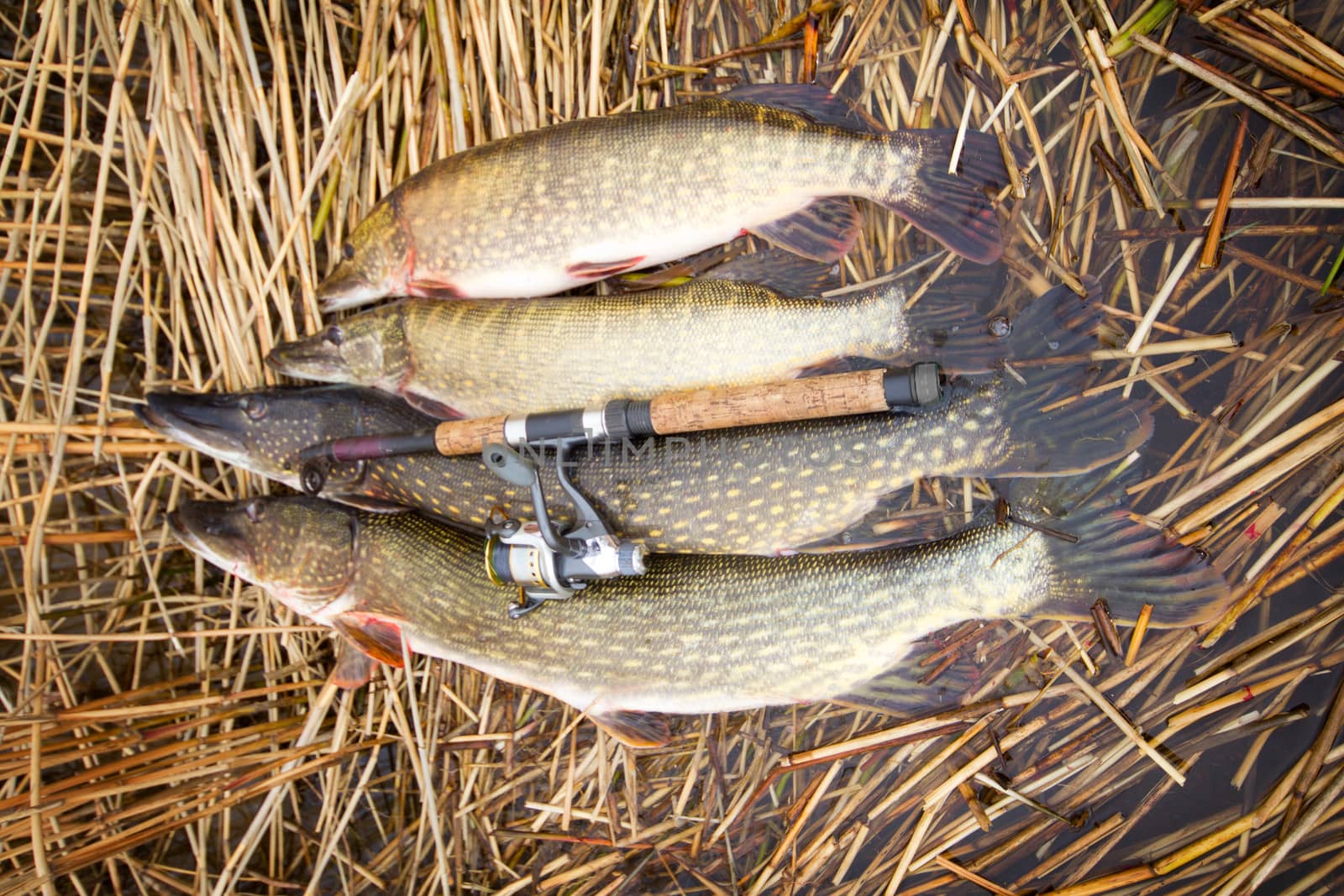 trophy on fishing: large pike great luck