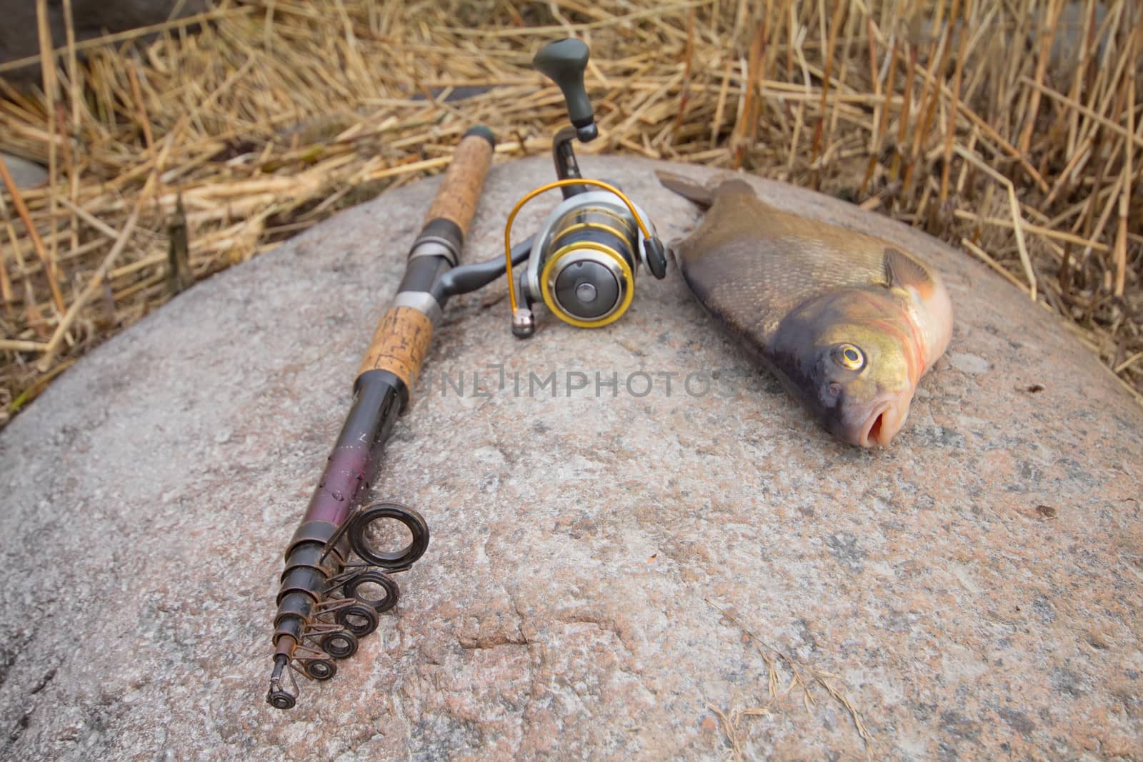 the bream among snags and stones on the bank of the forest lake