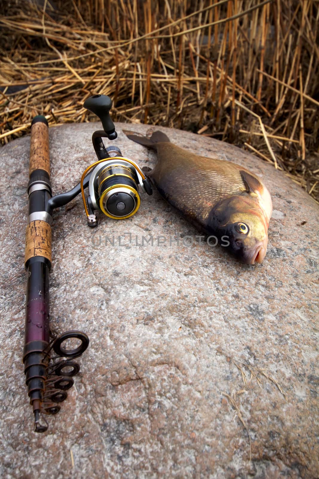 bream from the far lake by max51288