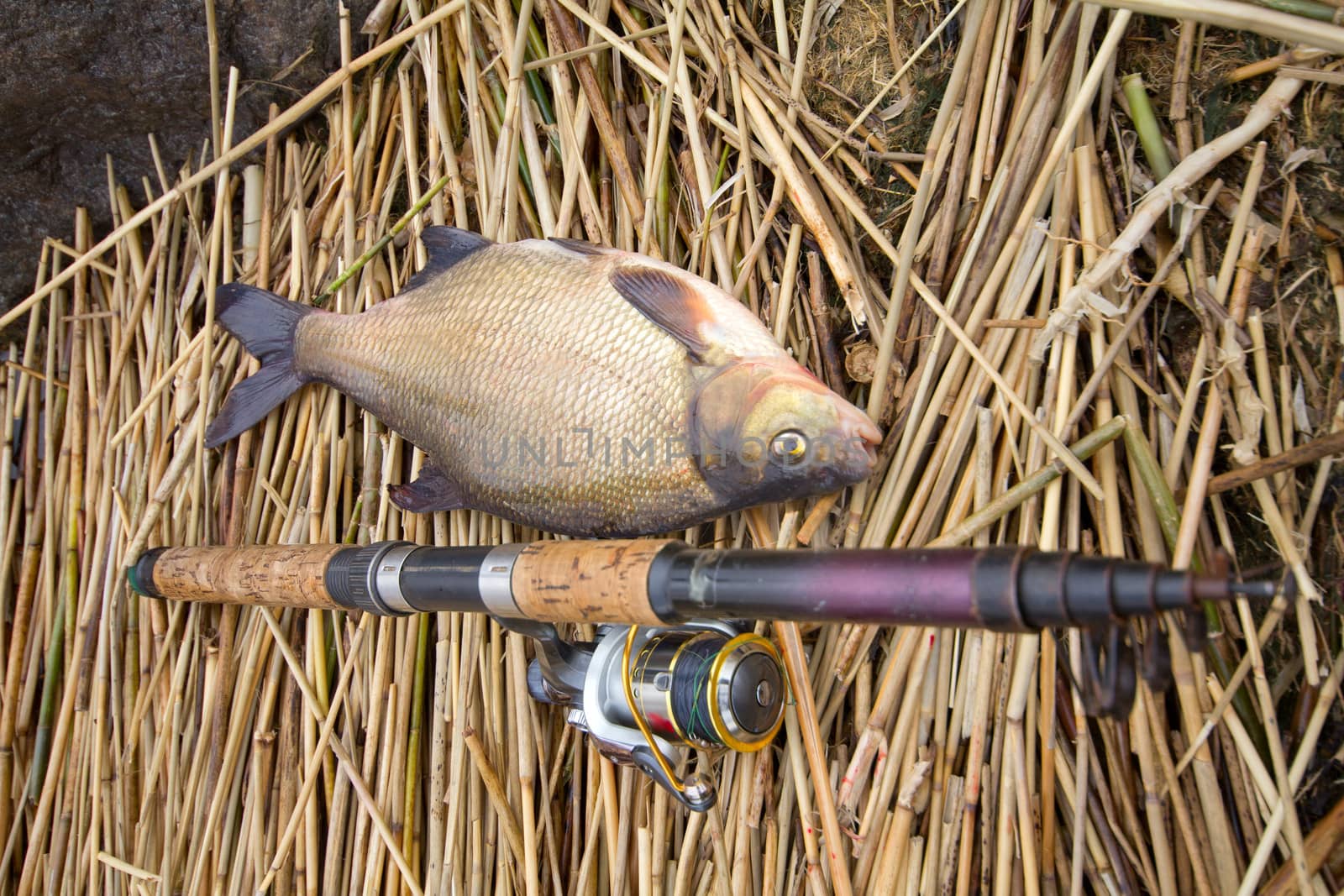 the bream caught in canes at a small depth