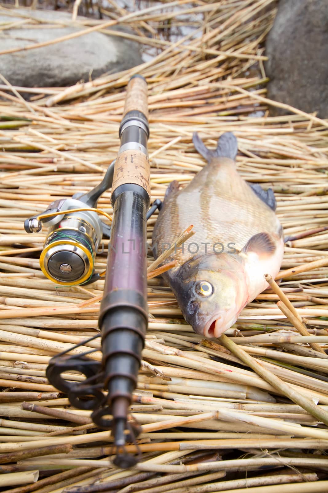 the bream rudd caught on hook against water and cane