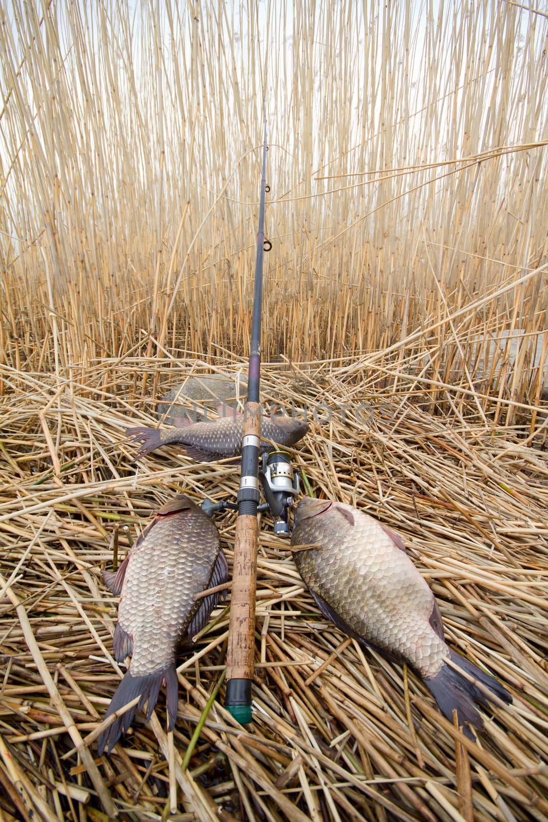 crucian carp (Carassius) caught on hook against water and cane