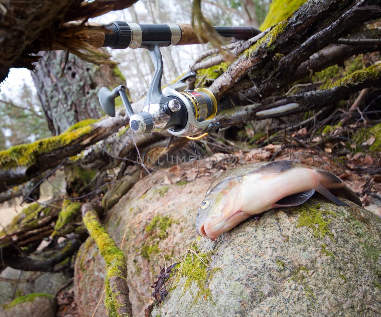 the bream among snags and stones on the bank of the forest lake