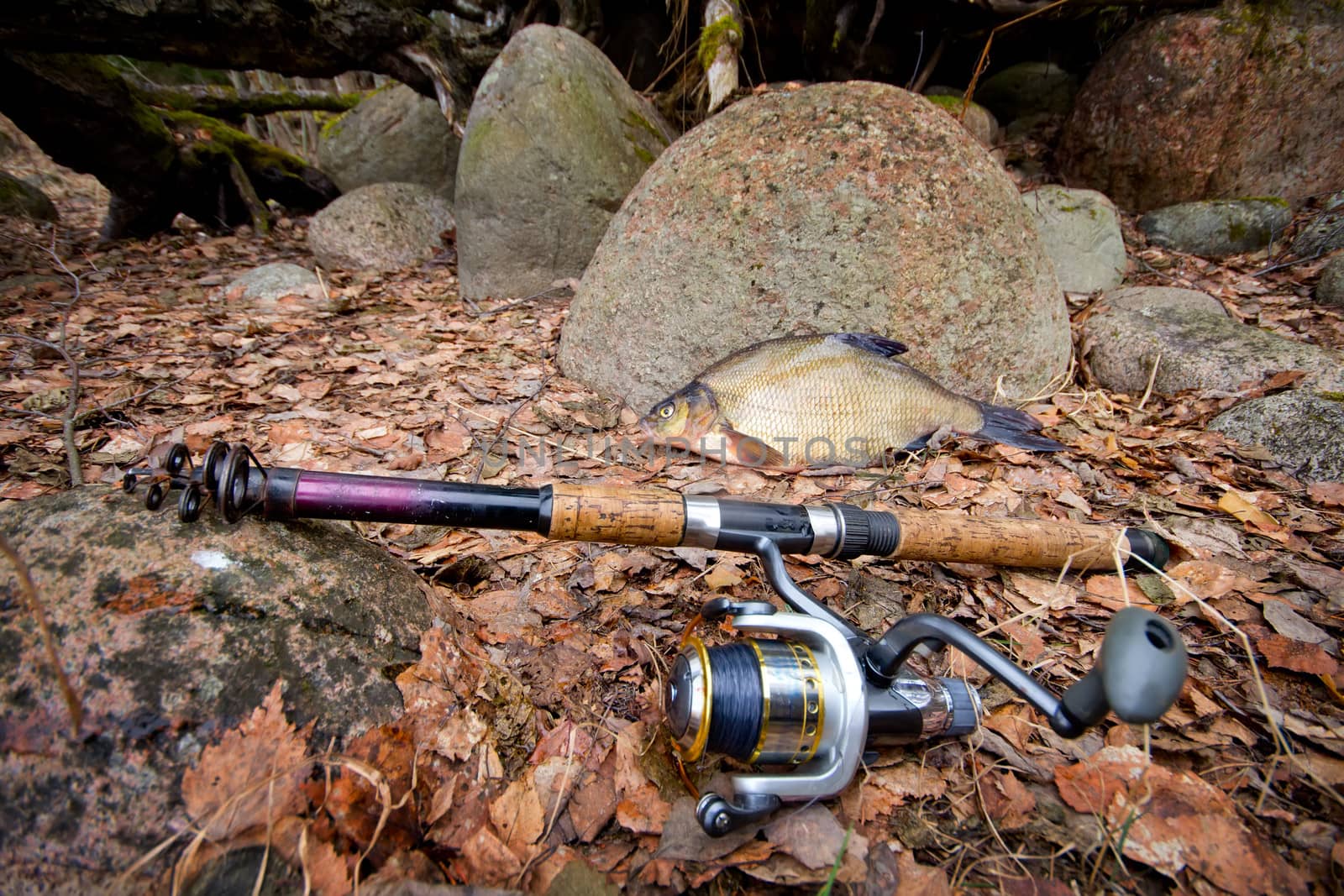 the bream among snags and stones on the bank of the forest lake