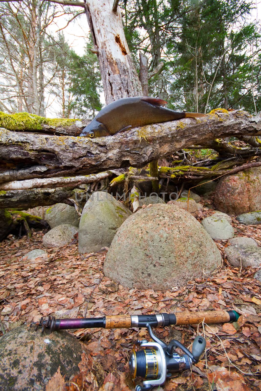 the bream among snags and stones on the bank of the forest lake