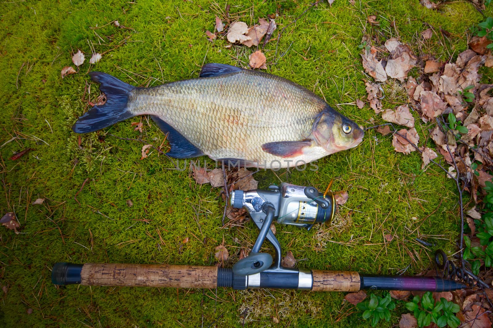 the bream among snags and stones on the bank of the forest lake