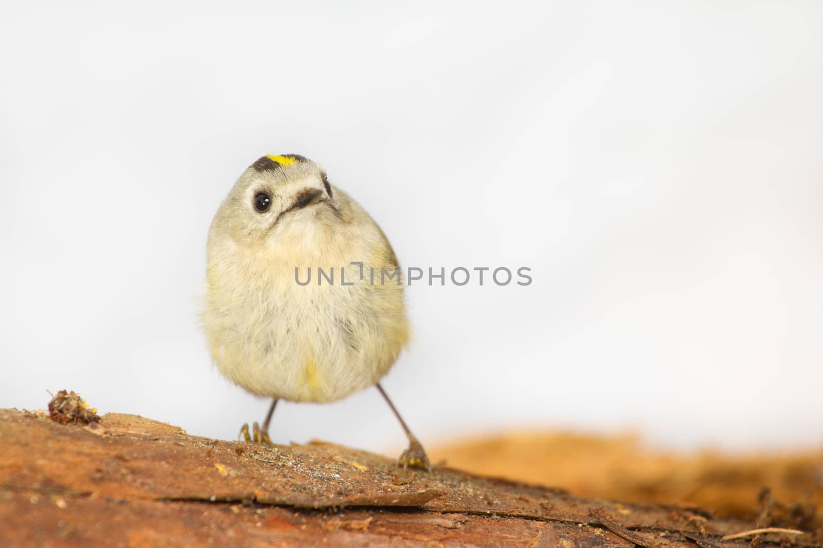 goldcrest by max51288