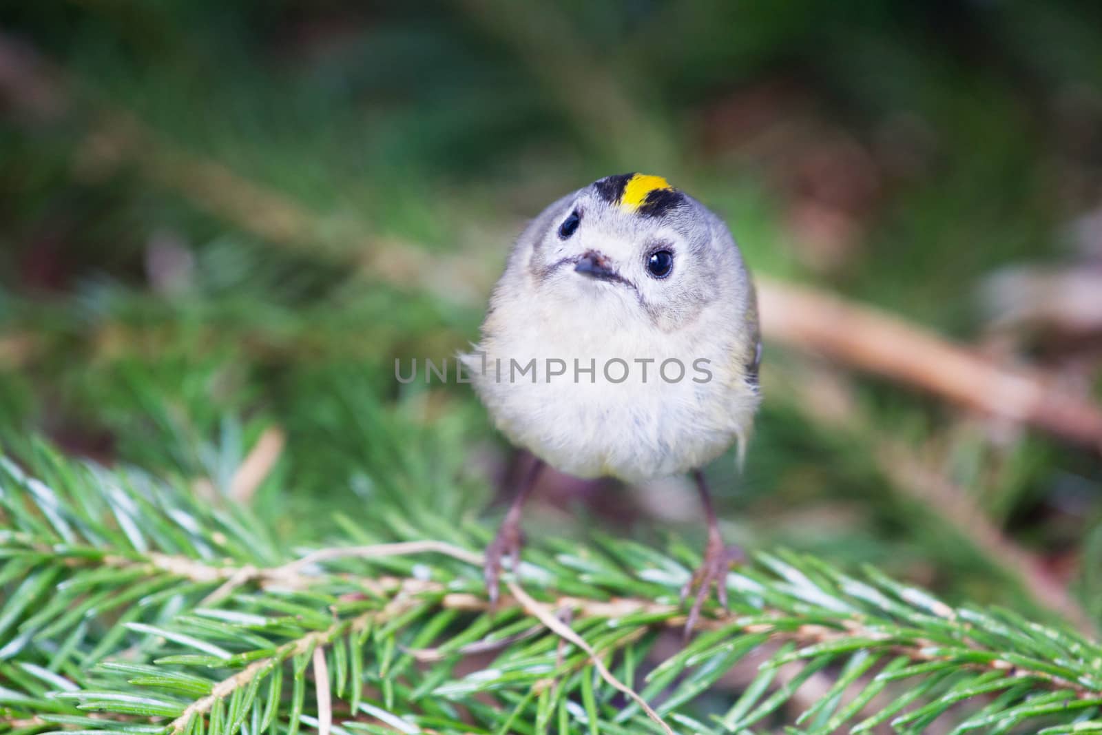 goldcrest  among the wood in the bottom circle