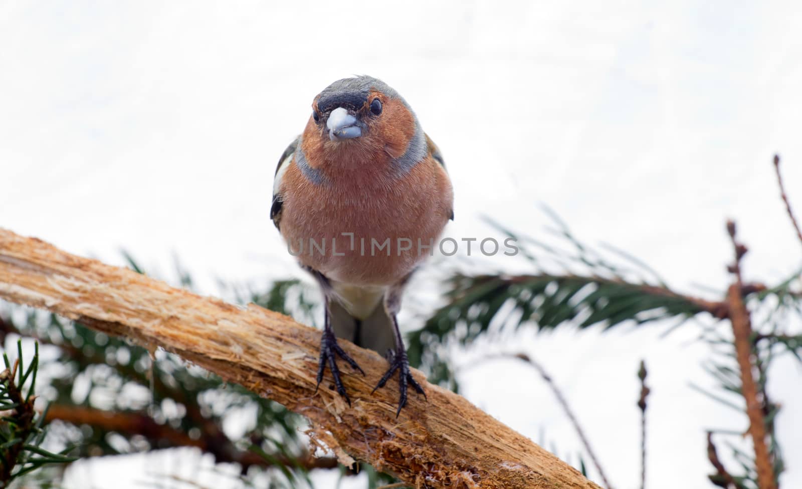 chaffinch in the spring against the wood